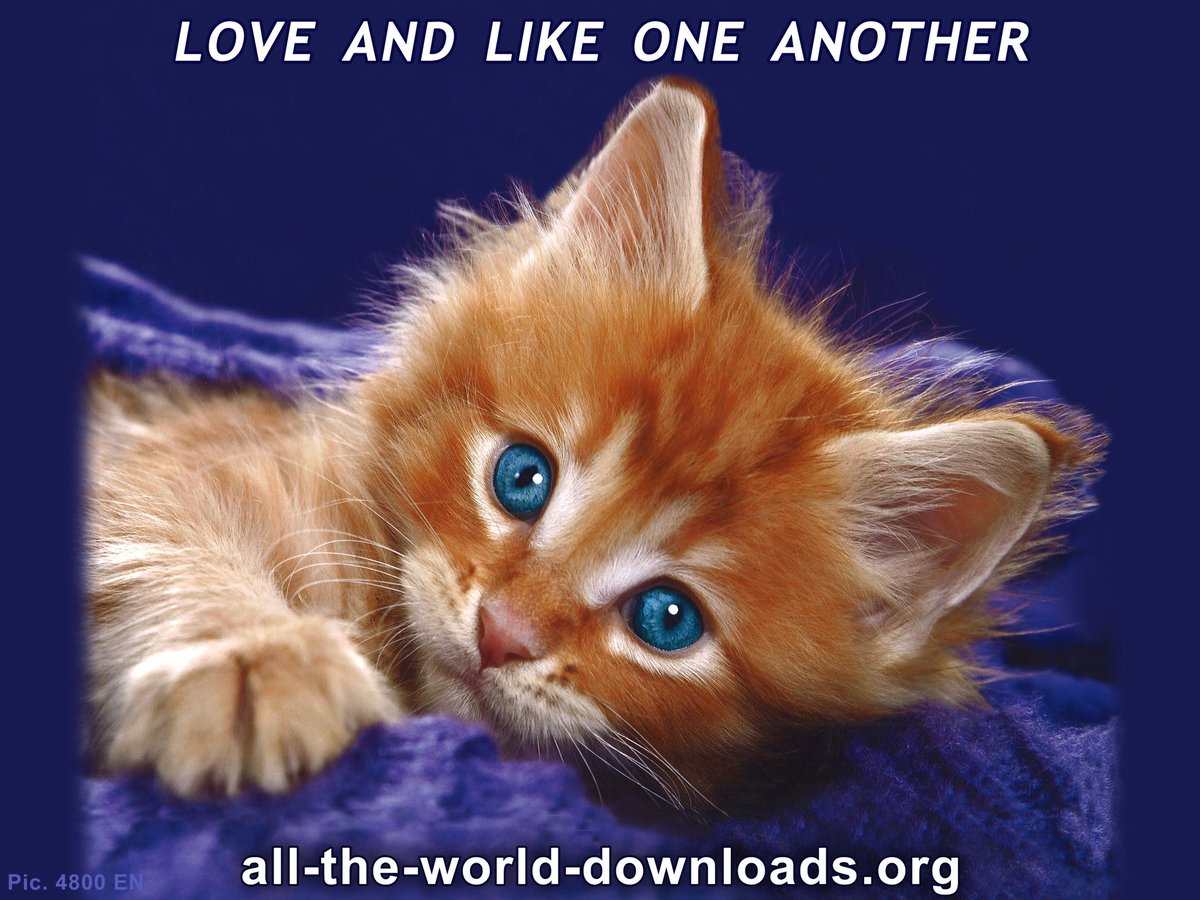 kyddski's tweet photo. we are a cat coin now

we have cute cat $angels aboard the mothership https://t.co/1EMayeqiX4