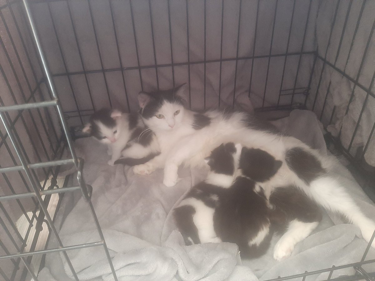 MarcelWasp's tweet photo. @kalopop One of our cats just had kittens a thew weeks ago https://t.co/6YBVNJaS7I