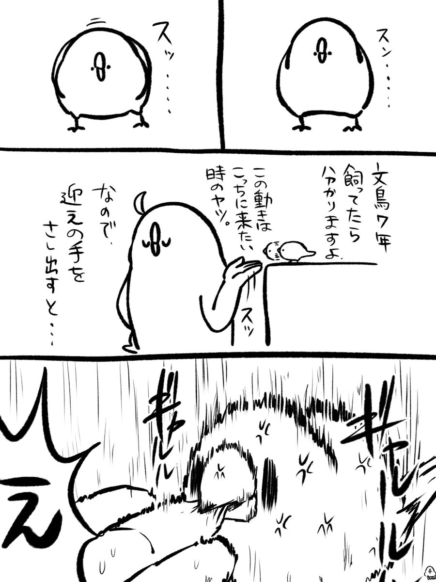 文鳥7年も飼ってたら分かりますよ 文鳥が分からないって事に 文鳥7年も飼ってたら分かりますよ 文鳥が分からないって事に