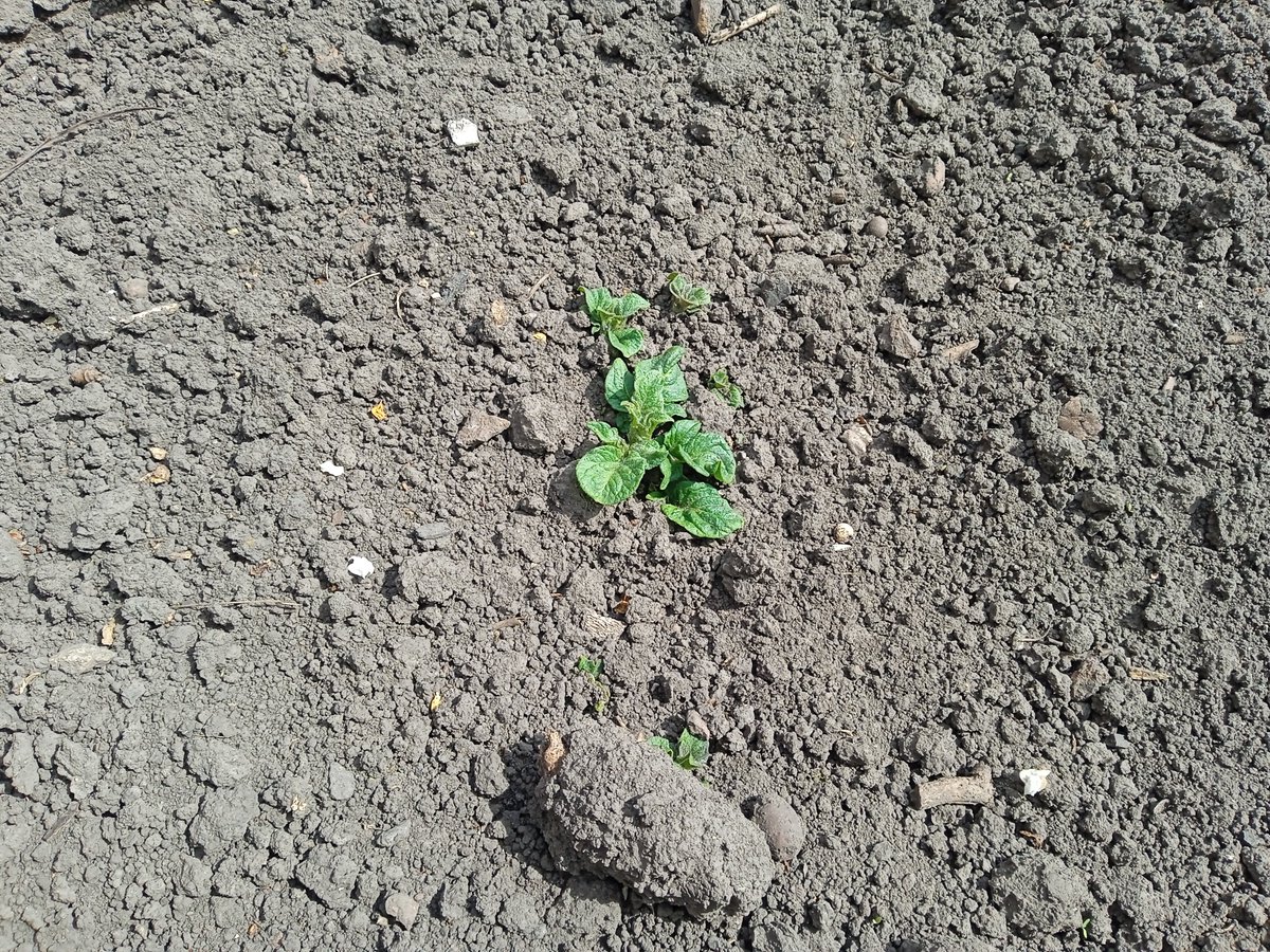 prostomaria99's tweet photo. Зійшла картопля🌱 https://t.co/bpRq5nWEZM