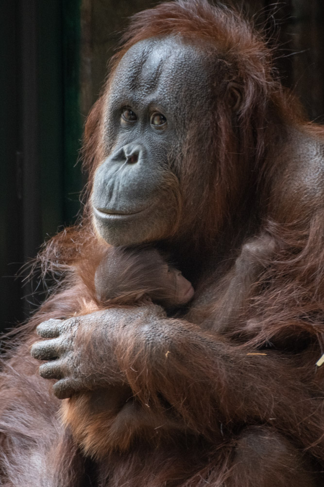 Oregon Zoo tweet media