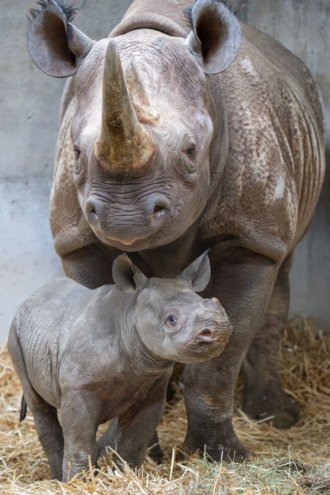 Oregon Zoo tweet media