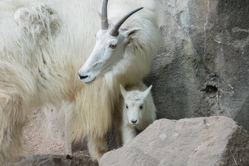Oregon Zoo tweet media