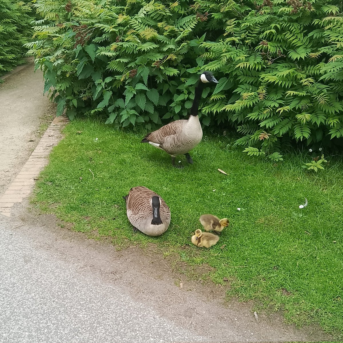 RostFlug's tweet photo. Ich wünsche einen flauschigen Sonntag! https://t.co/G26raNGvHt
