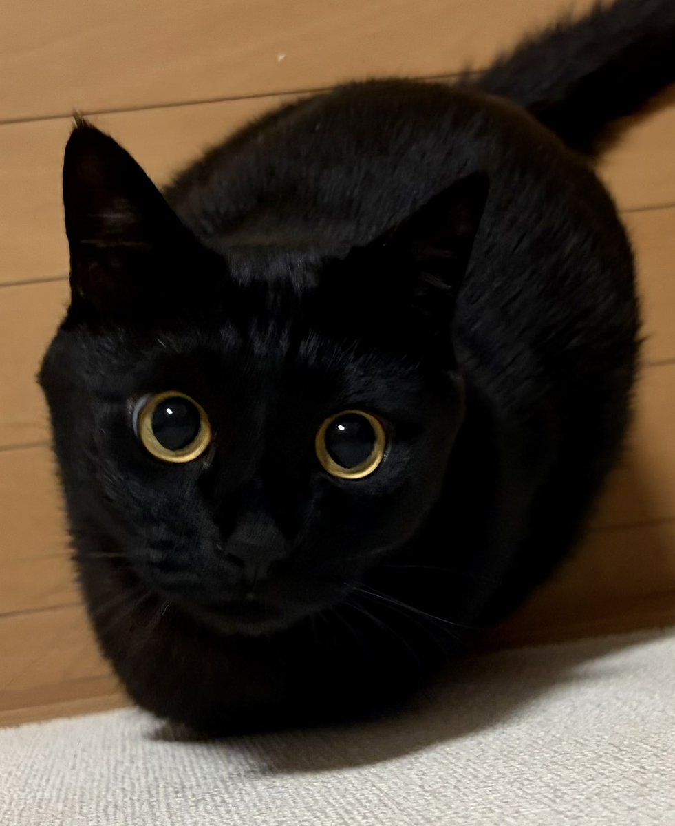 uni_kuroneko's tweet photo. 毎日まんまるです。

＃黒猫 https://t.co/yEgejmKlPa