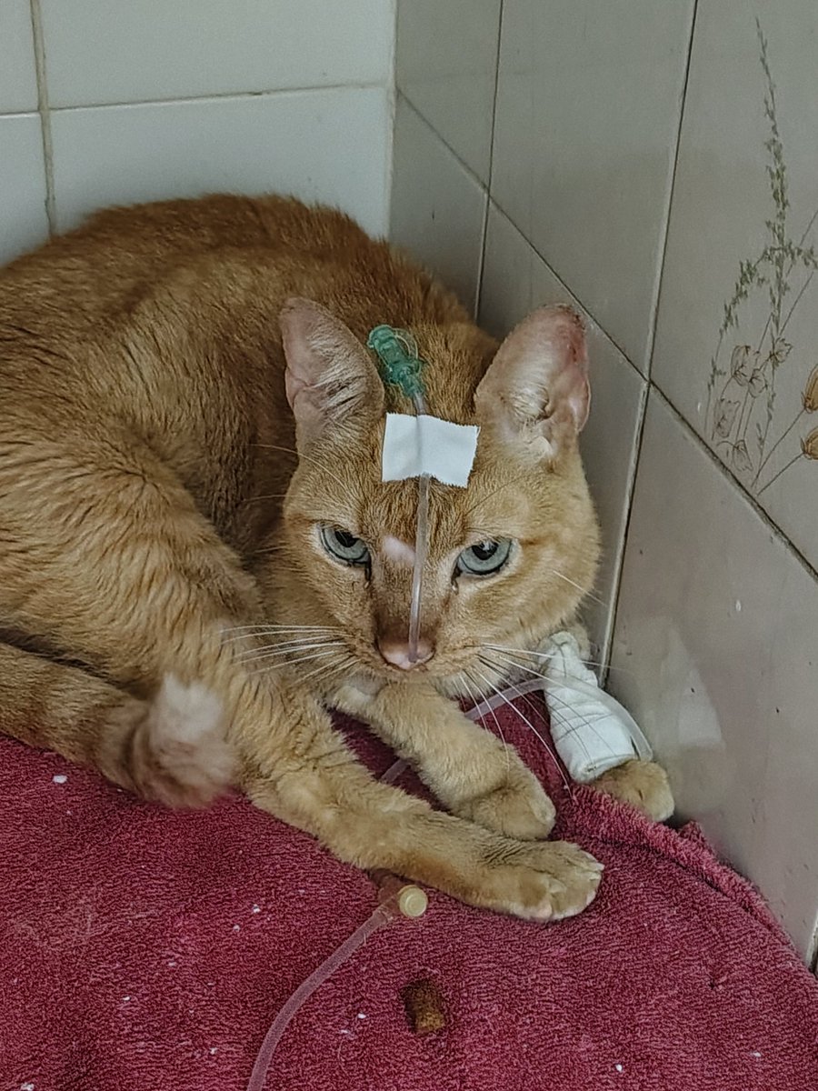 RT NO MEU FIXADO, me ajuda a salvar meu gatinho tweet media