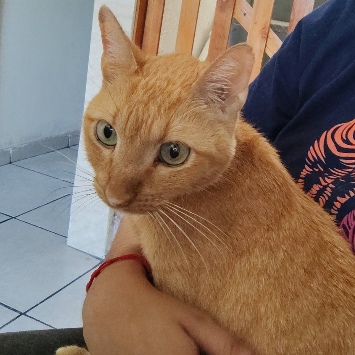 RT NO MEU FIXADO, me ajuda a salvar meu gatinho tweet media