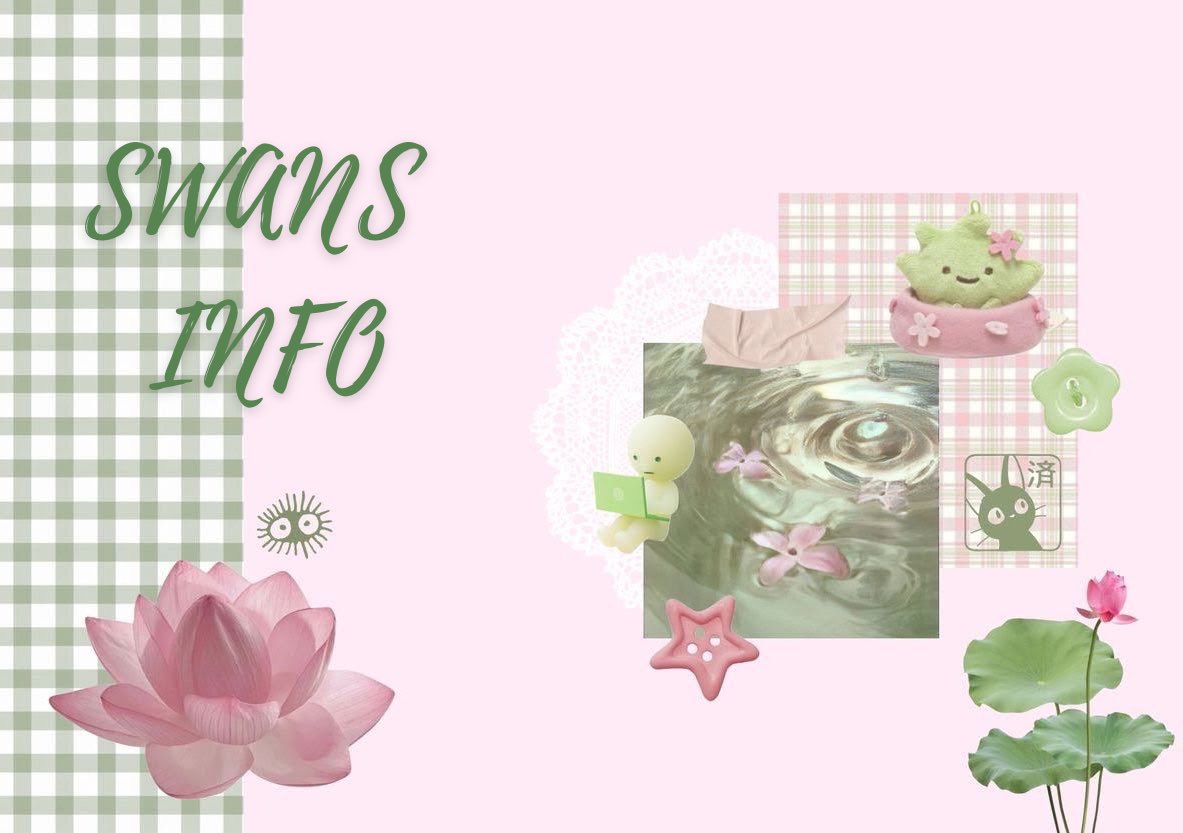 swans | 🐈🎀 tweet media