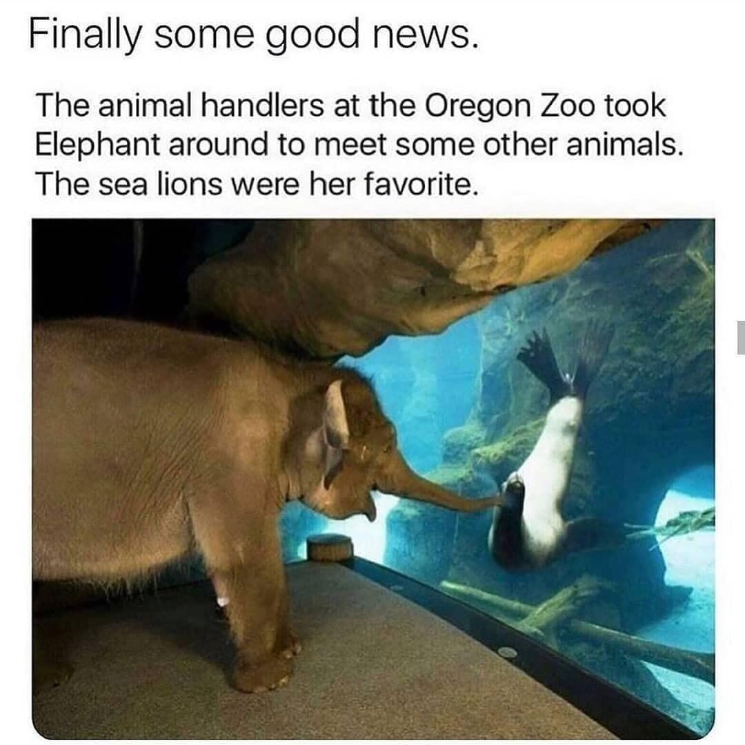 WholesomeMemes tweet media