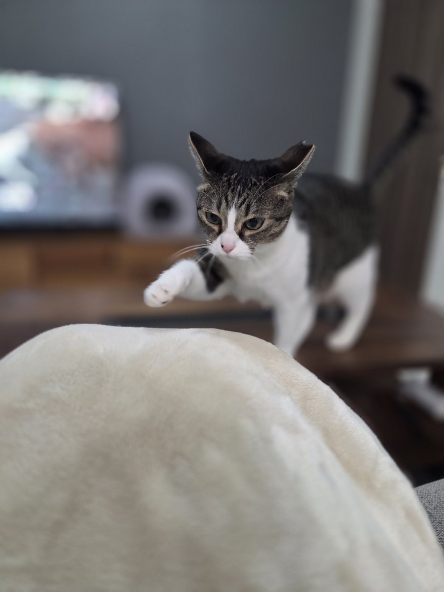 5歳になってもお膝に乗る時は子猫ちゃんなのです。