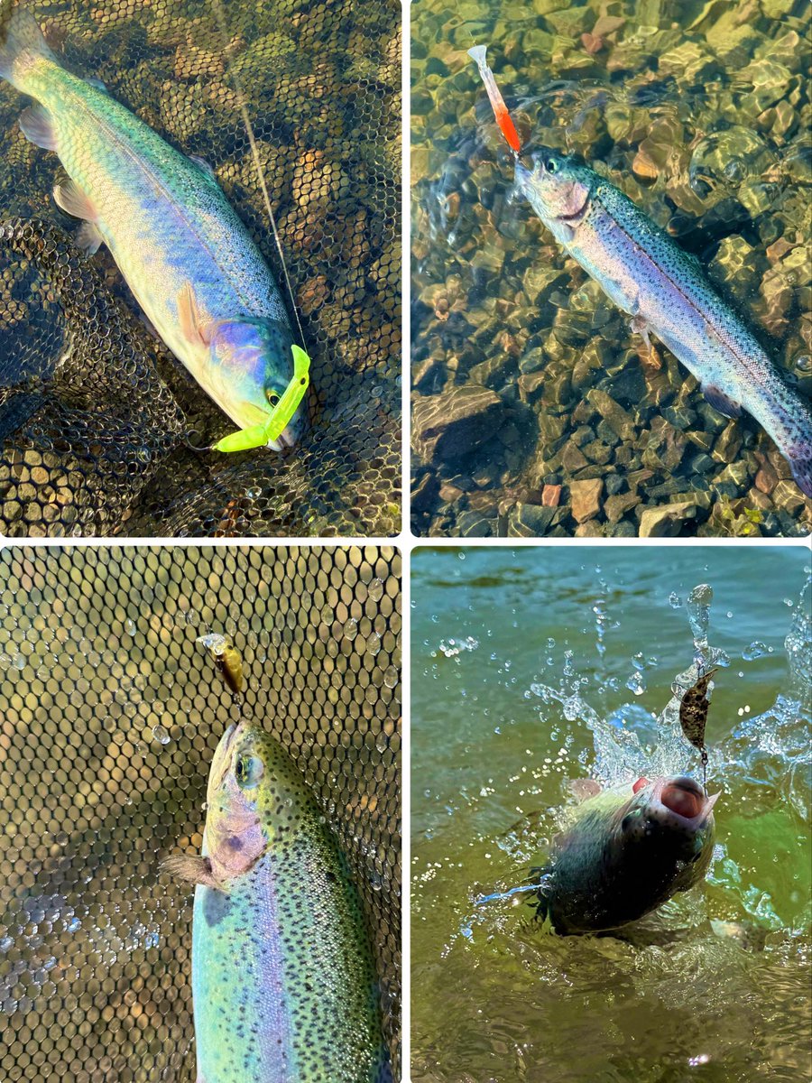 katuya009's tweet photo. 本日は久々加賀さんでしたー🙌
魚浮きまくりで午前中はリクーゼ06,KID03、沖の表層をスウェイって感じで釣れてたのですが午後からちょっと失速😭笑

午後は割とプラグメインでマイパニ、ちびフッテンと投げ込みました😌笑
やっぱ広い所は釣りしてて気持ちいいですね😶笑
#加賀FA
#昼寝にゃん様を添えて https://t.co/5QwAxzSBwb