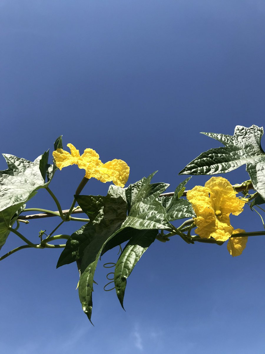 Sunshine on monday tweet media