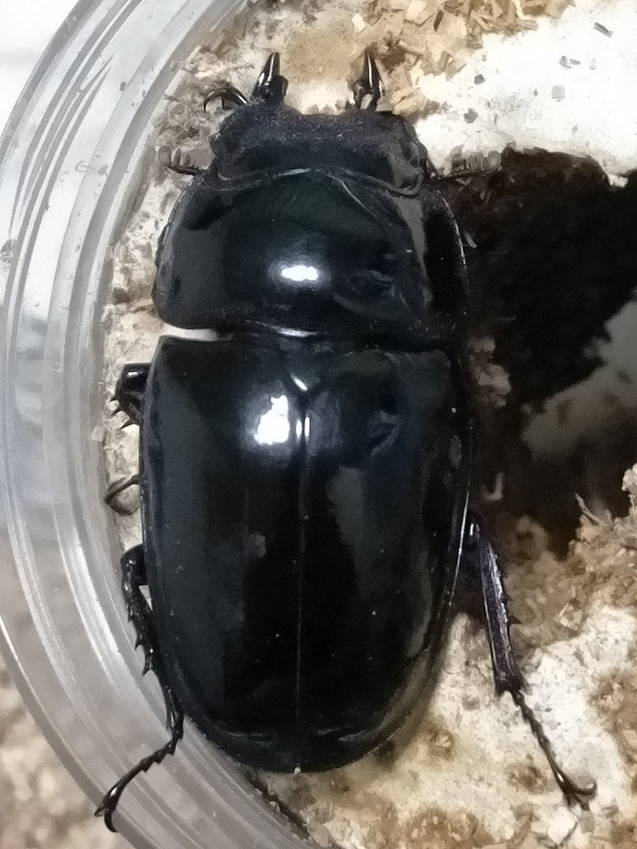 タランドゥスオオツヤクワガタ♀は元気だけど、全く産卵してくれない。。。