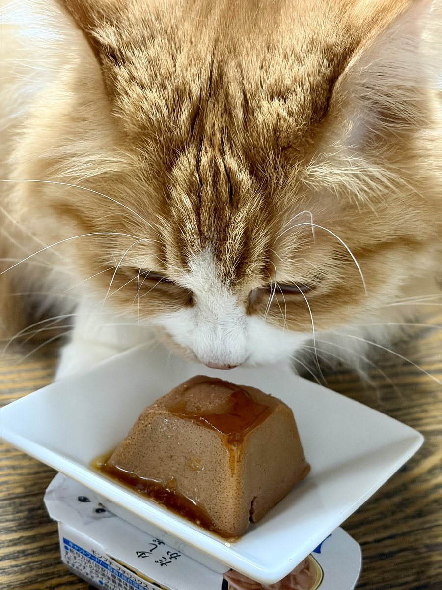 COOOK_2's tweet photo. のいちゃん4歳の誕生日を迎えました！ https://t.co/tdusHfqpJC