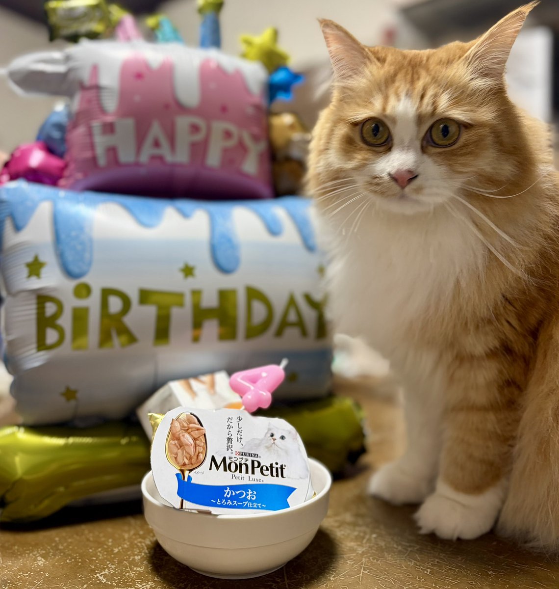 COOOK_2's tweet photo. のいちゃん4歳の誕生日を迎えました！ https://t.co/tdusHfqpJC