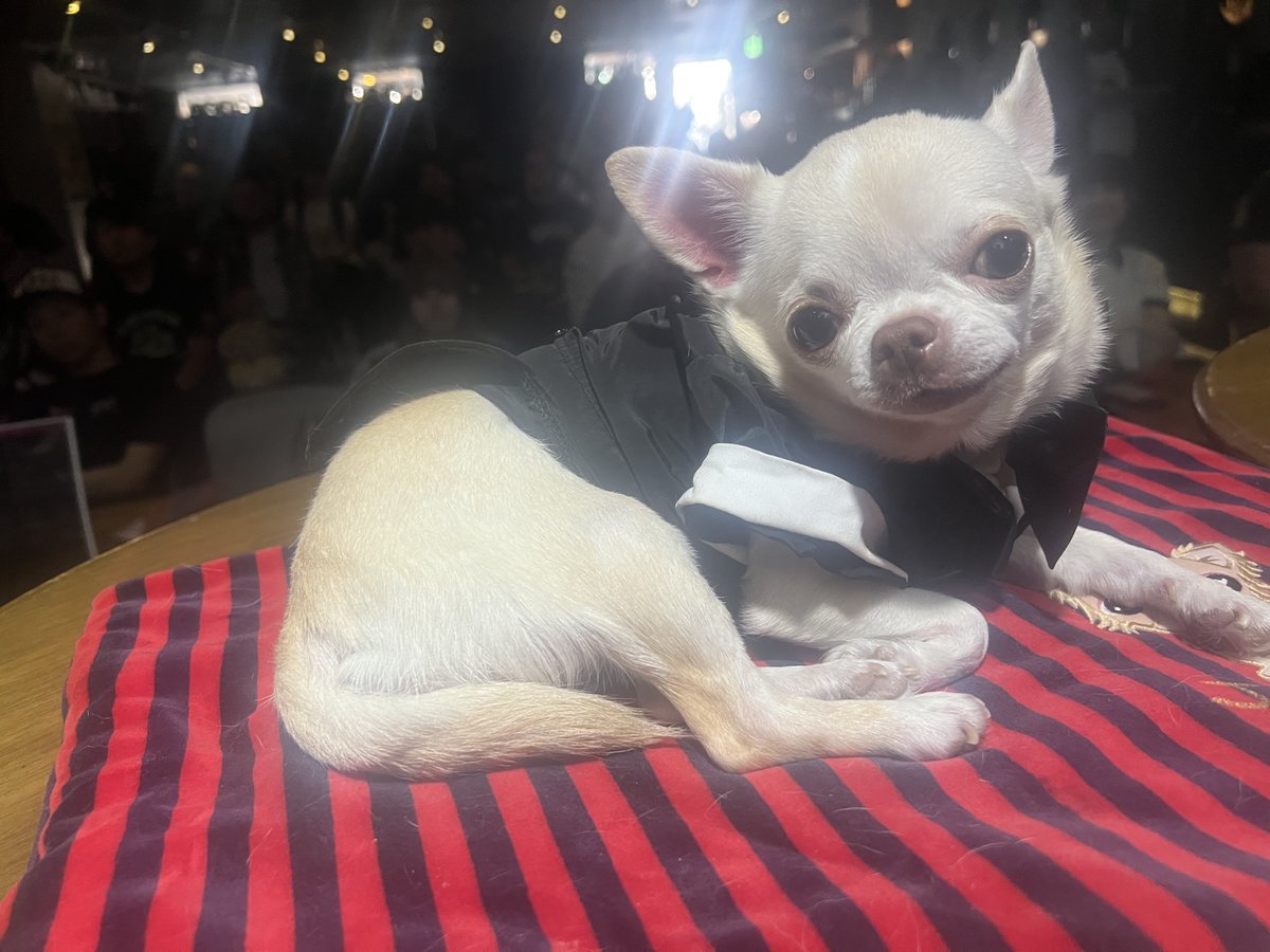 ビルス主催「わんわん魔会議」
LOFT9に集いし諸君アリガタキでした🐾

セロトニン満載の楽しすぎる60ふんでした

人間界の苛まれもお犬様達が居ればパウっと解決！ https://t.co/QbX50zrnCy