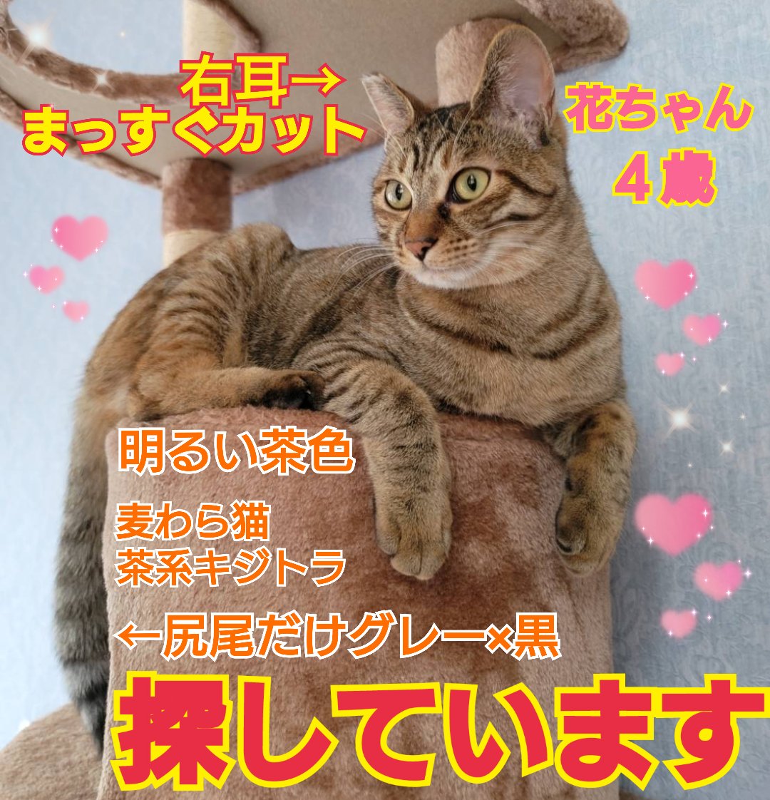 えみ tweet media