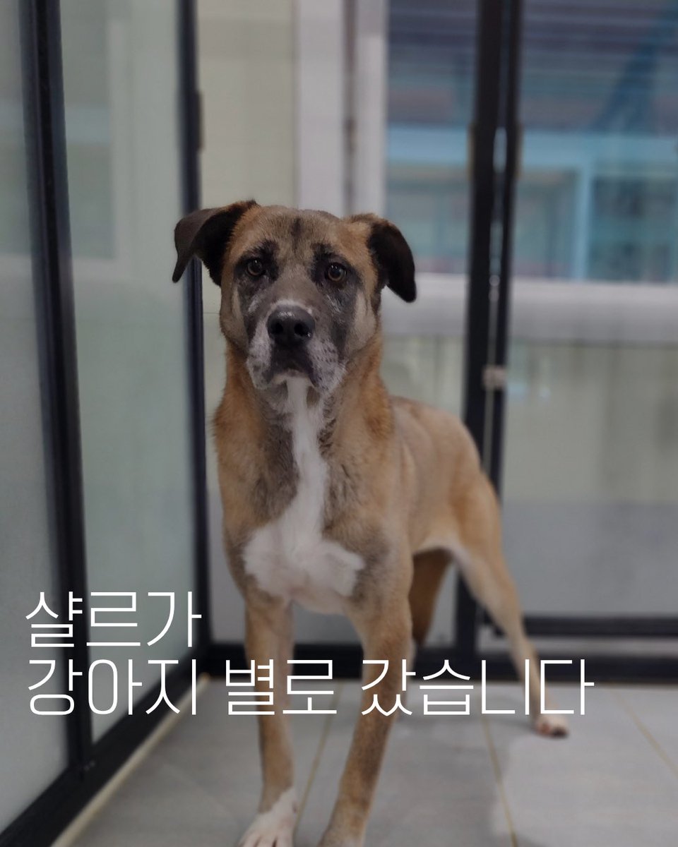 아크보호소 ARK Shelter tweet media
