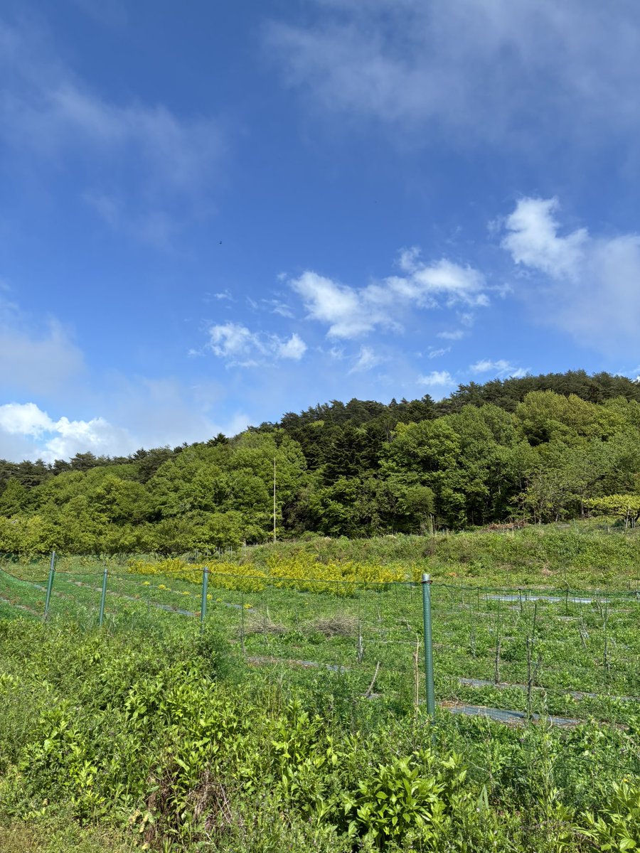 negimaru_kisa's tweet photo. 先日、とっても素敵な山の中に行ってきました⛰️
こんな景色も信州ならではです☺️ https://t.co/wONYBKcRt0