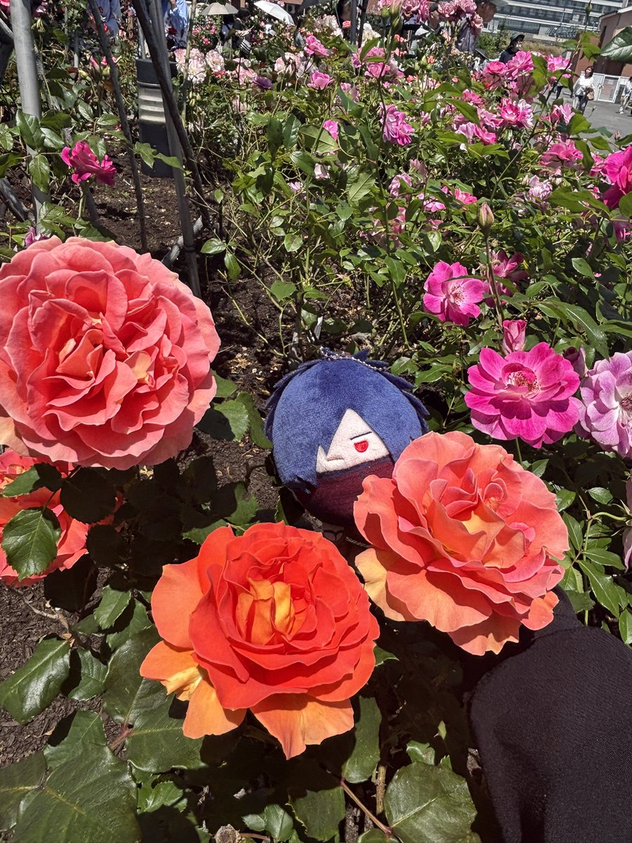 ti_BOWBOW's tweet photo. 本日は近所にバラ🌹観に行きました！
とっても綺麗で最高のロケーション‼︎
滝ちゃん、バラ🌹だよ！！
お天気にも恵まれて、とても綺麗でした🤩 https://t.co/KTrEUzXtL6