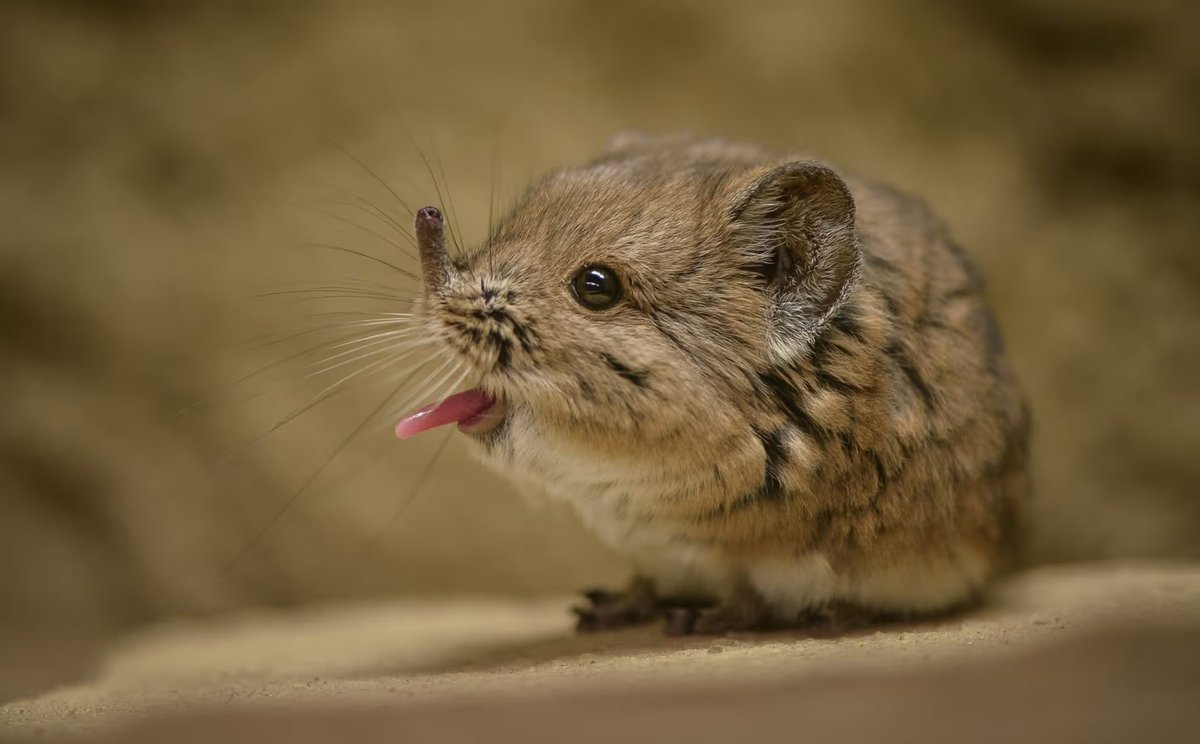 Strange Animals tweet media