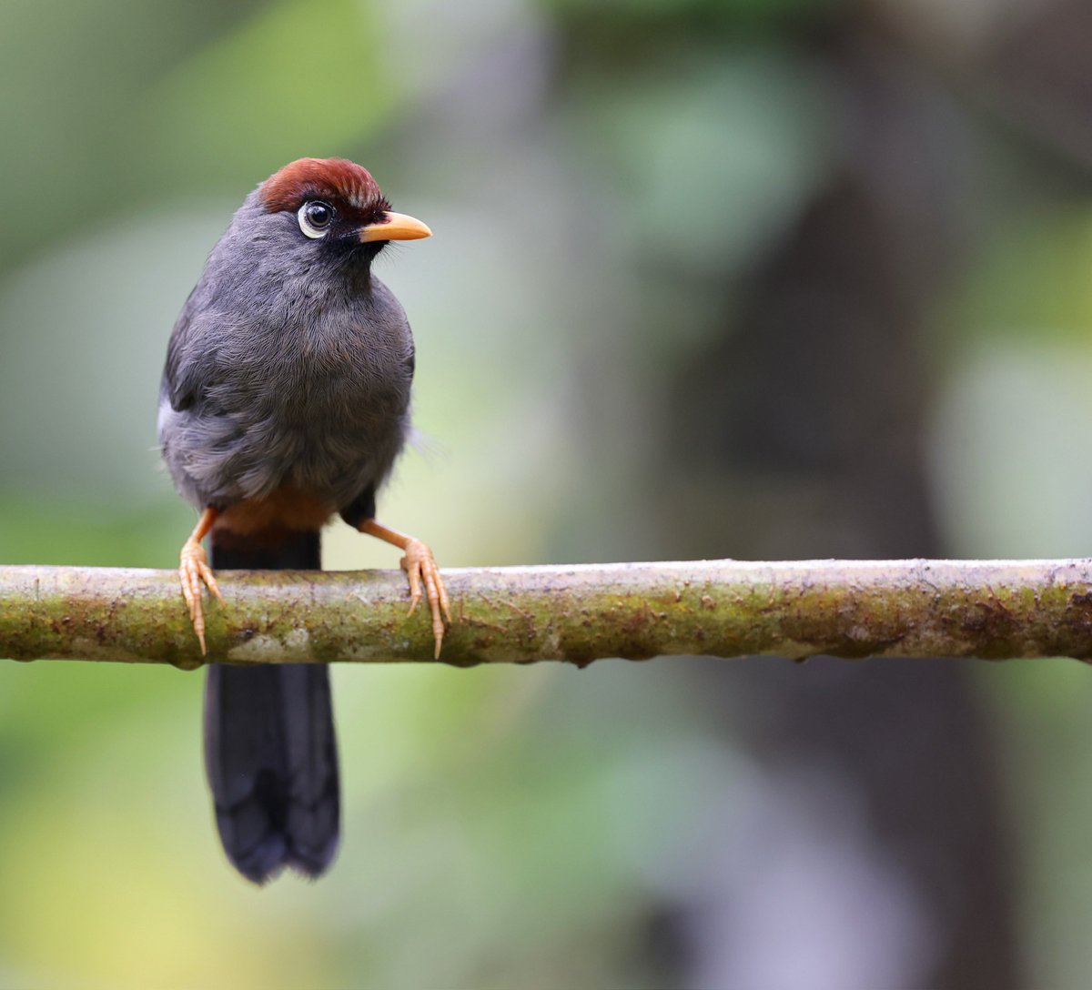 Bird-Photo-Tours ASIA tweet media