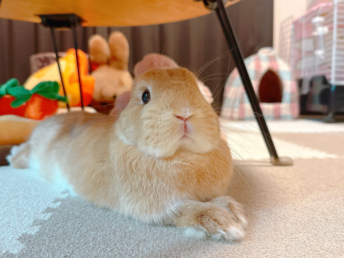 Post by うさぎのほの🥕 on X: なでまち！
