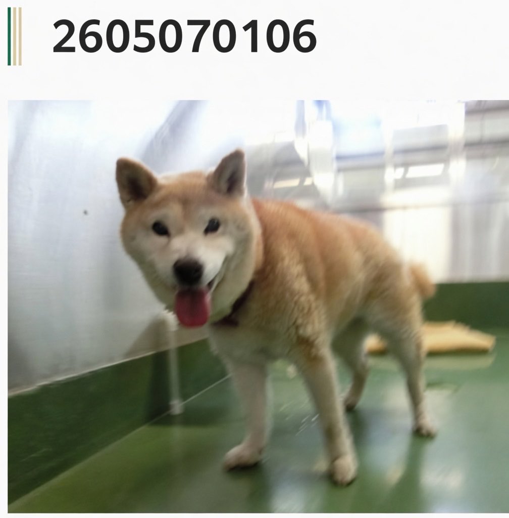 fukushiyamesagi's tweet photo. 🆘緊急🆘#収容犬
🆘告示期限5/12(火)
5/7(木)千葉県千葉市稲毛区小仲台
茶♀柴犬
📲千葉市動物保護指導センター🙇🏻‍♂️
迷い犬/迷子/保護/イヌ/いぬ/赤柴/芝/白/白茶/四街道/八千代/習志野/中央/若葉/花見川/海岸/検見川浜/海浜幕張/新/西登戸/みどり台/京成/作草部/天台/穴川/浅間神社/ペリエ/極楽/蘭々/湯

🚨「メス」「体格/中」とされる、茶色(茶白、白茶)の柴犬(茶柴、赤柴)が収容されています‼️
🚨飼い主様・関係者様は大至急お迎えをお願いいたします🙏🏻
🚨収容犬にお心当たりのある方は大至急センター迄ご連絡をお願いいたします📲🙇🏻‍♂️

◎公示には、種類『柴犬』* 毛色『茶』** 性別『メス』体格『中』と記載されています🐕

＊犬種の認識・表現は個人の感覚等により異なる為、収容中の犬が公示記載種類の「柴犬」としてではなく、芝犬、或いは茶柴、茶芝、赤柴、赤芝等として捜索されている可能性もあります。

＊＊毛色・毛柄等の認識・表現は個人の感覚等により異なる為、収容中の犬が公示記載毛色の「茶」としてではなく、茶白、白茶等として捜索されている可能性もあります。また公示掲載画像の動物は、撮影・再生条件、被毛・皮膚の濡れ・汚れ、或いは傷病等により色合いや印象が逸走当時とは違って見える場合があります。収容犬の特徴の詳細はセンター迄お問い合わせください📲🙏🏻

⚠️公示には、推定年齢、首輪・ハーネス、マイクロチップ等に関する記載はありません(※首輪・ハーネス等は放浪中に外れた可能性もあり、収容時に首輪がなくても跡が残っている場合もあります )。詳細はセンター迄お問い合わせください📲🙇🏻‍♂️

⚠️⚠️公示に記載がない為、傷病等の有無・状態、収容状況等は不明です。詳細はセンター迄お問い合わせください📲🙏🏻

◎公示に記載がなく、掲載画像からも不明な収容動物の特徴等についてはセンター迄お問い合わせください📲🙇🏻‍♂️

◎ 収容動物は長毛、傷病、或いは興奮等により性別の確認が困難な場合があり、公示記載の性別が後日訂正される場合もあります。詳細な情報はセンター迄お問い合わせください📲🙏🏻

◎収容動物は長期放浪等の影響による容姿の変化、或いは首輪等の脱落、色柄・形状等の経年劣化、放浪中の他者による装着等の可能性があります。公示に掲載画像がある場合でも、撮影・再生条件、被毛・皮膚の濡れ・汚れ・傷病等により動物の目の色や毛柄等の特徴、或いは経年劣化等により首輪等の色柄・形状等が逸走当時とは違って見える可能性があります。公示記載情報、或いは掲載画像からの印象と、動物の逸走当時の容姿、装着・着用物との多少の差異に拘らず、センターでのご確認をお願いいたします🙇🏻‍♂️

保健福祉局医療衛生部生活衛生課動物保護指導センター
千葉県千葉市稲毛区宮野木町445番地1
電話：043-258-7817
ファックス：043-258-7818
📩dobutsuhogo.HWM@city.chiba.lg.jp

千葉市動物保護指導センター 迷い犬の情報(収容動物)
⏩https://t.co/zxB5KhJDOd

このページのご利用について
•収容した動物の画像を公開していますが、動物の状態により撮影できない場合もありますので、ご了承ください。
•掲載各情報で体格「子」と記載している動物は、91日齢未満（推定を含む）のものです。
•毛色、体格や首輪等の有無は目安としてください。首輪などは放浪中に脱落していることもあります。
•この他に、個人の方などからの保護情報が寄せられている場合があります。

•該当する情報の有無に関わらず、お問い合わせいただくか、当センターで実際に確認するようにしてください。

🟢市民等が保護している犬の情報
⏩https://t.co/UnRr9F1SJF

🟢犬の譲渡をご希望の方は、「新しい飼い主さんを待っている動物たちの情報（犬）⏩https://t.co/A0CosxJRY4」をご覧ください。