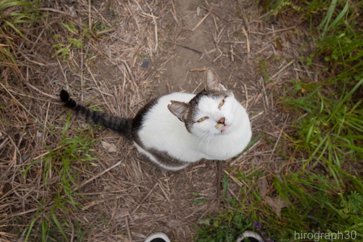 猫写真家 サトウヒロキ tweet media