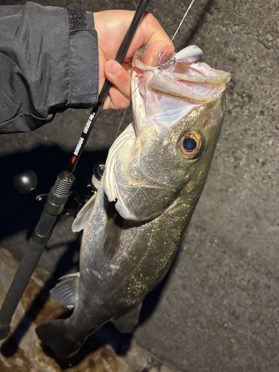 seabass