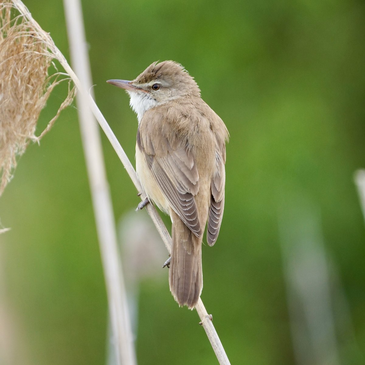 Wildlife_Fotos's tweet photo. Pirol und Schilfrohrsänger raus am Muttertag 😁 und #vogel und Wildlife Fotografie genießen am See in Brandenburg #wildlifefotografie #BirdsOfTwitter #pirol #wildbirdphotography #nature #birdoftheday https://t.co/9VHU1YvIQJ