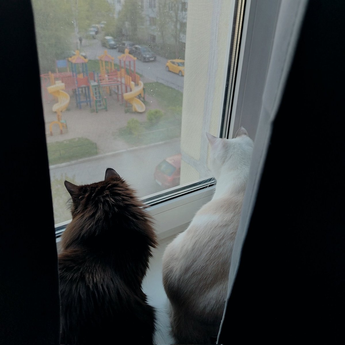 revumad's tweet photo. кошечки https://t.co/AOgQkHhoci