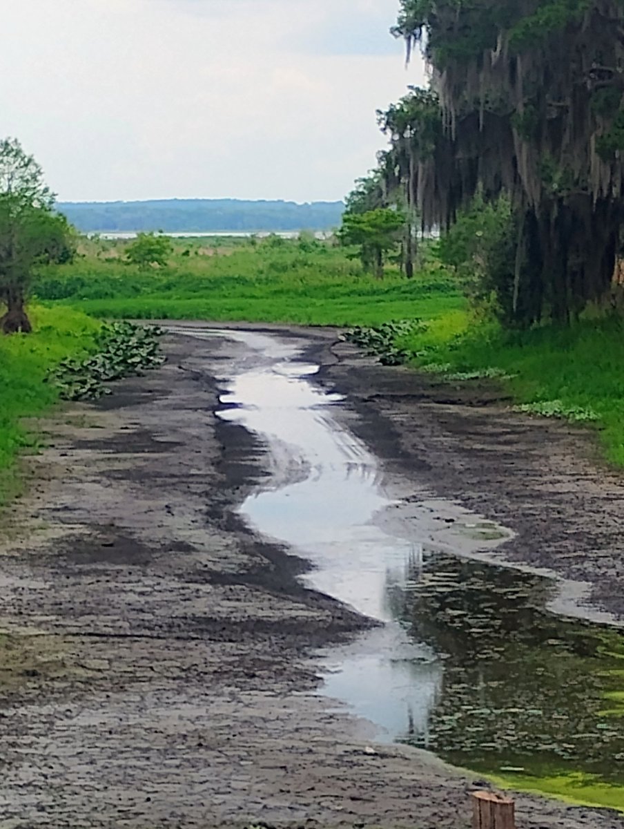 FL_Amanda_'s tweet photo. This is the boat ramp to Orange Lake. Waters are too low to launch unless you have an air or mud boat. Florida needs rain #Florida #fishing #weather #drought #boating #lake #dry https://t.co/sT7EPPtuV0