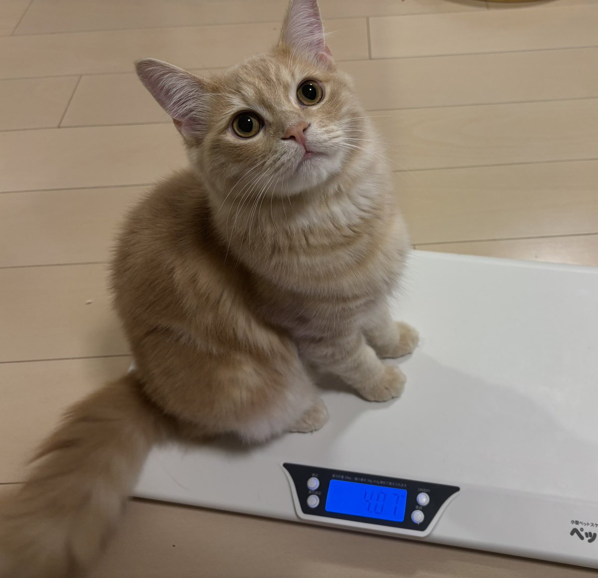 キロちゃん