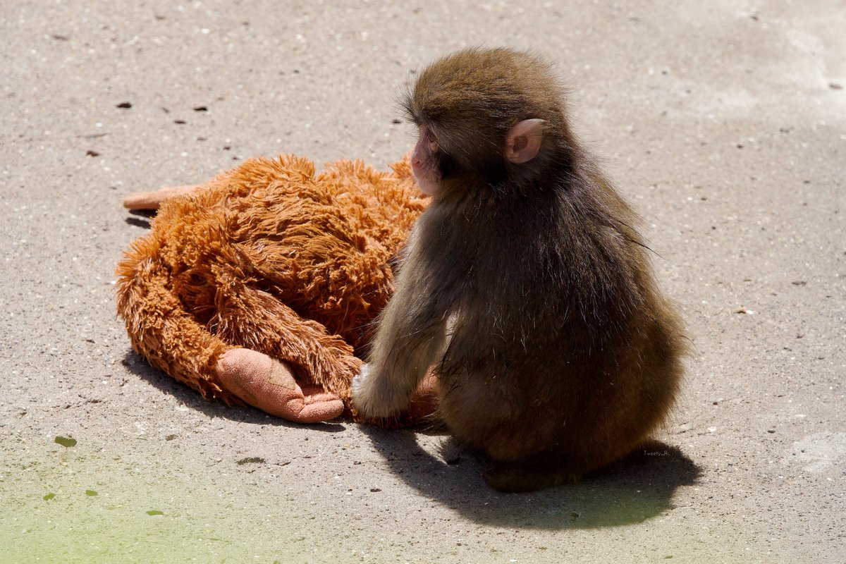 ぱんち🐒🪽 tweet media