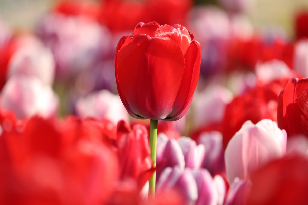 HalPy04's tweet photo. #tulip #チューリップ
#ファインダー越しの私の世界 #キリトリセカイ #photography #HalPhot https://t.co/GtelChALe2