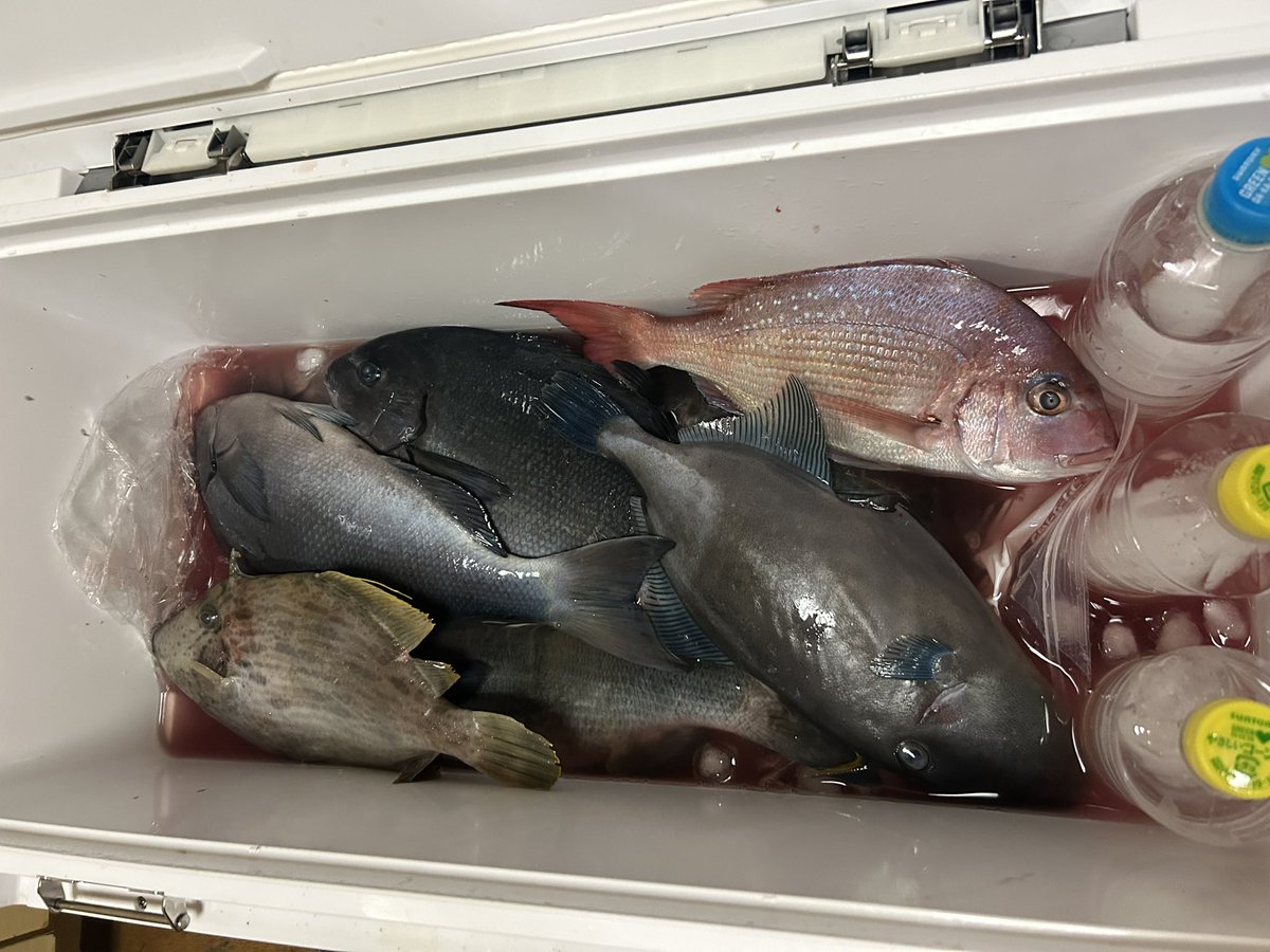 肉屋の魚 tweet media