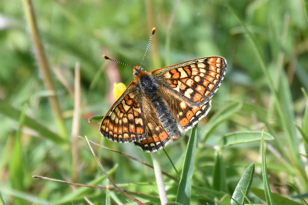 simonrose1982's tweet photo. Marsh Fritillary from yesterday's trip to Prestbury Hill, Gloucestershire. https://t.co/PJeccSYhov