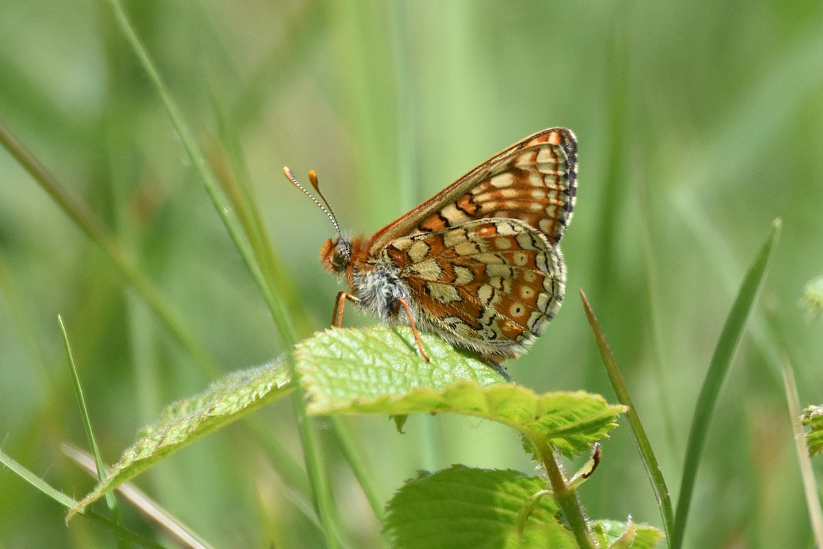 simonrose1982's tweet photo. Marsh Fritillary from yesterday's trip to Prestbury Hill, Gloucestershire. https://t.co/PJeccSYhov