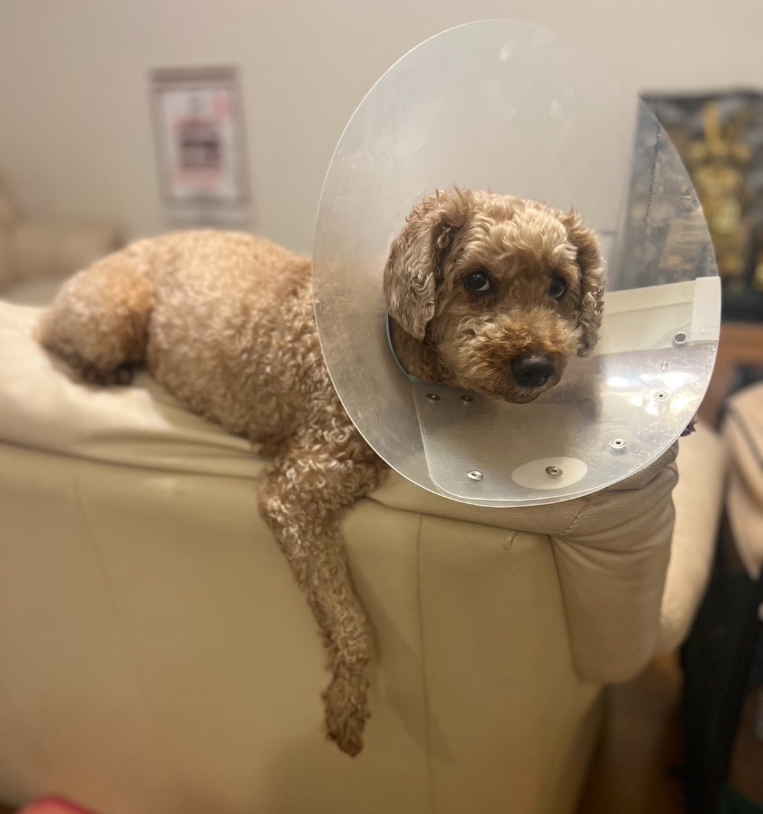 瀬川 琉 🐶保護犬格闘家🥊 tweet media