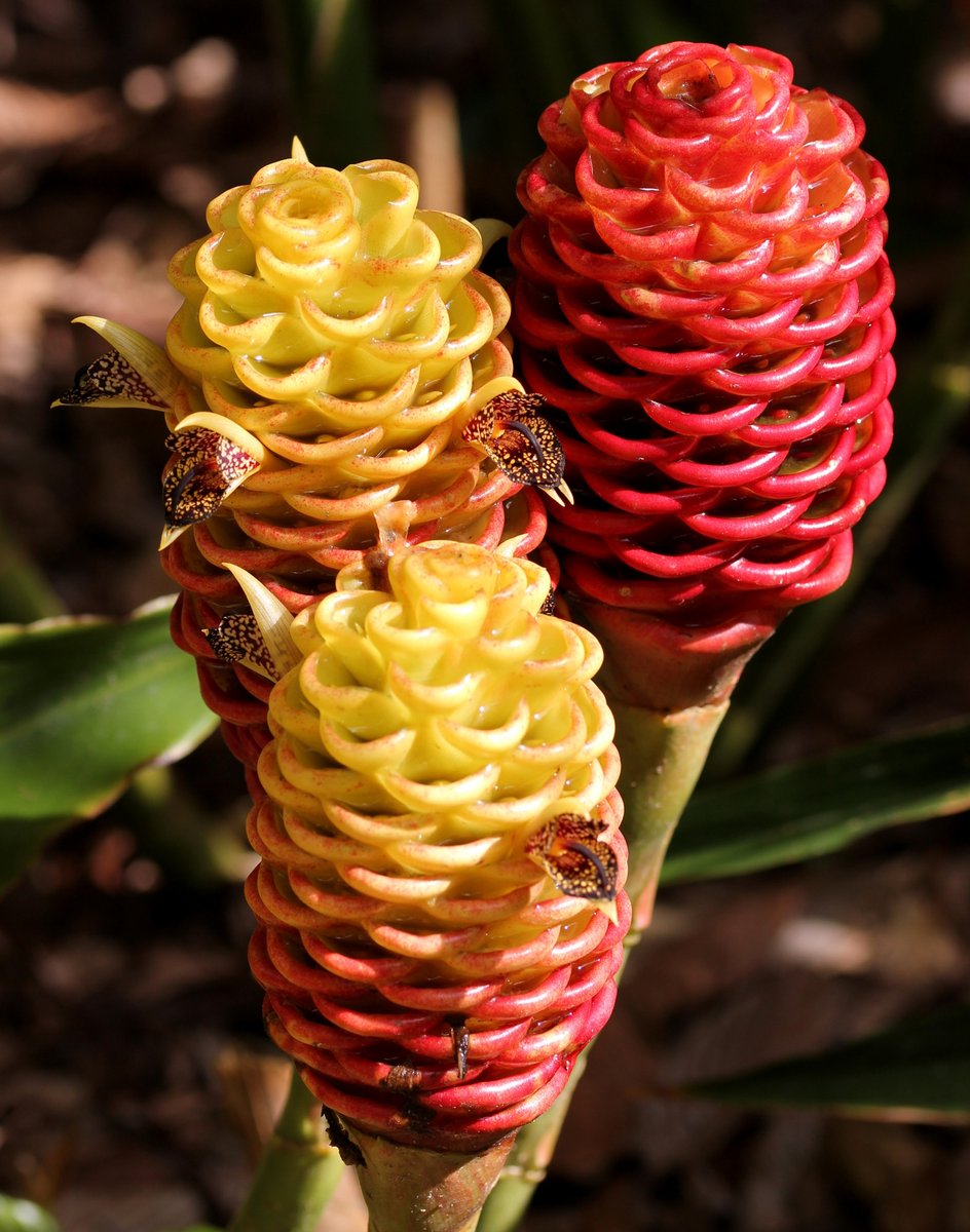 AlexisSrsa's tweet photo. Beehive Ginger blooms are striking.  Happy Sunday!

 #SundayYellow #sundaysharing #garden #ginger #naturephoto #FlowerLover https://t.co/dqWwJSUHwT