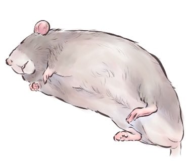 おこめω(🐀Lv.6) tweet media