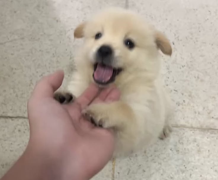 dogs so cute that could save the world tweet media