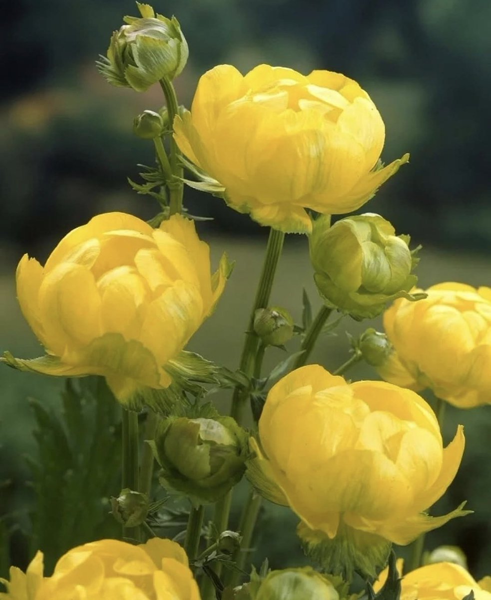Marga 🌺🌸⚘🌹🌻🌼🌷🏵🥀💐 tweet media