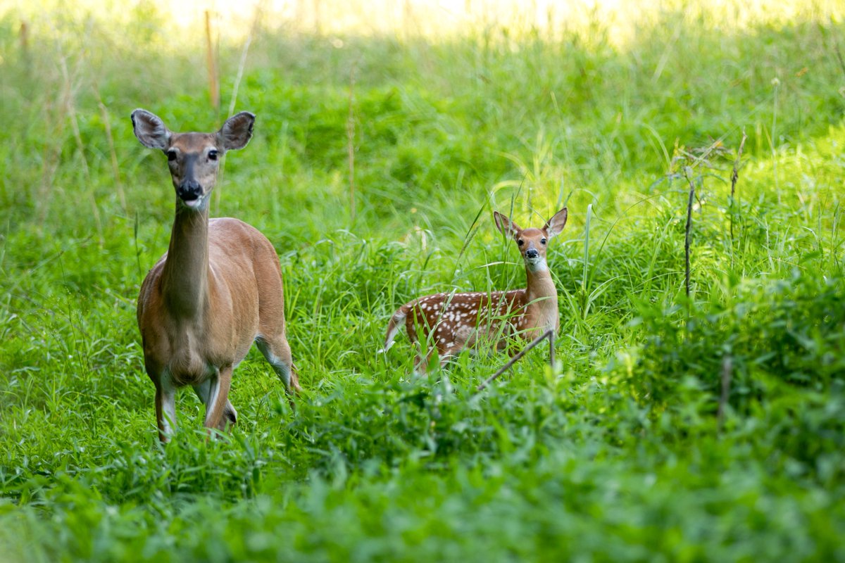 KentuckyStateParks tweet media