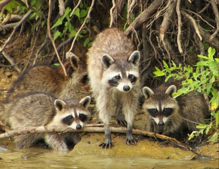KentuckyStateParks tweet media