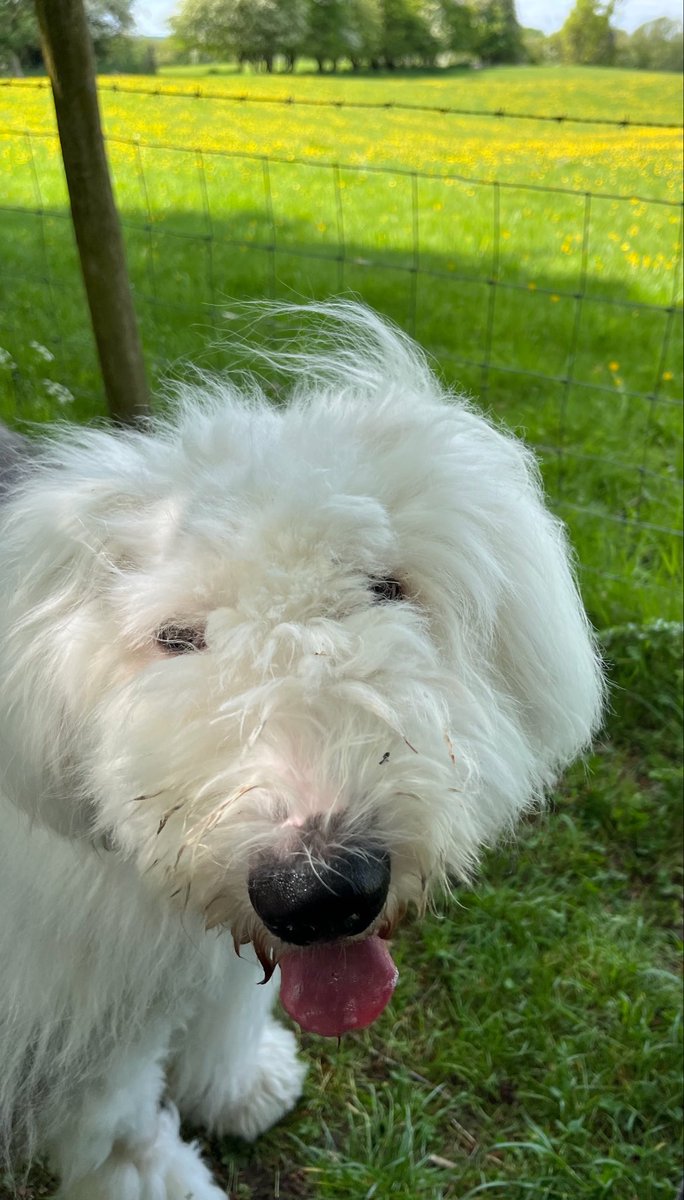 caniscausa's tweet photo. Happy #Mother’s Day to all who celebrate today. One year ago otd I was still growing up in a kennel with my mum and siblings. We had escaped the puppy farmer but were still looking for our forever homes. Since then my mum has gone to a wonderful home. Don’t forget the mums. 💗🐾 https://t.co/Vvgmwoqy8t