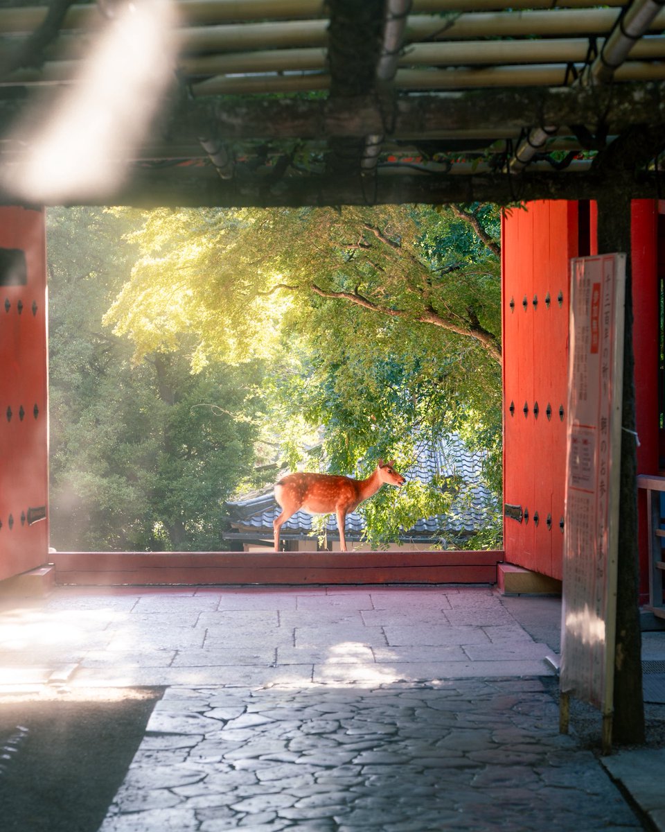 EnDosMiradas's tweet photo. Nara 📍🦌
#nara #japan #travelphotography #deer #naturephotography https://t.co/nqRVNRBDV2