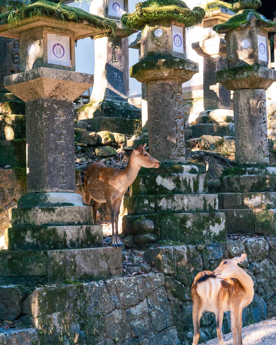 EnDosMiradas's tweet photo. Nara 📍🦌
#nara #japan #travelphotography #deer #naturephotography https://t.co/nqRVNRBDV2