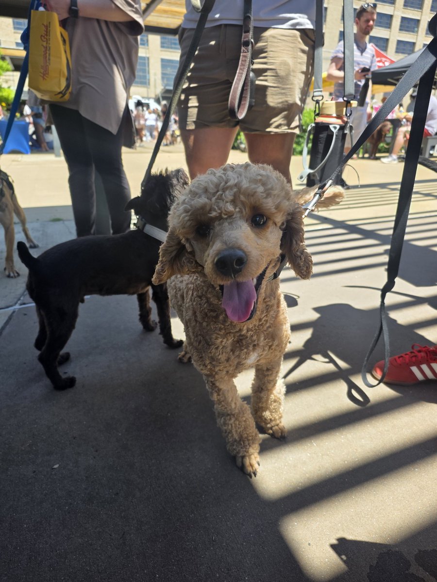__imgorjes's tweet photo. Puppy Palooza 2026 
Highlights:
🐾 caricature drawing
🐾 a Boxer named Glorilla 😂
🐾 a mutt named Jabarcus 😂 https://t.co/swNTnprs3R